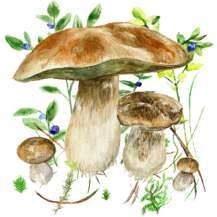 نسخه جدید و آخر Mushrooms app برای اندروید