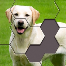 دانلود بازی ــ پازل و فکری  Hexa Jigsaw