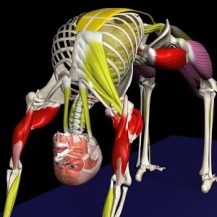آخرین نسخه ــ پرورش اندام Yoga