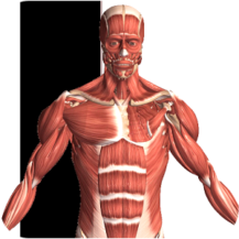 نسخه جدید و آخر Visual Anatomy 2 برای اندروید نسخه جدید و آخر Visual Anatomy 2 برای اندروید